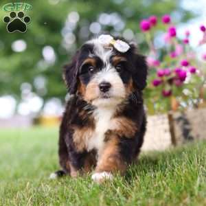 Hey There Delilah, Mini Bernedoodle Puppy